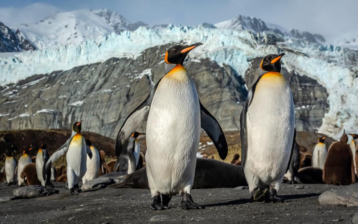 King penguins in South Georgia could be under threat from bird flu