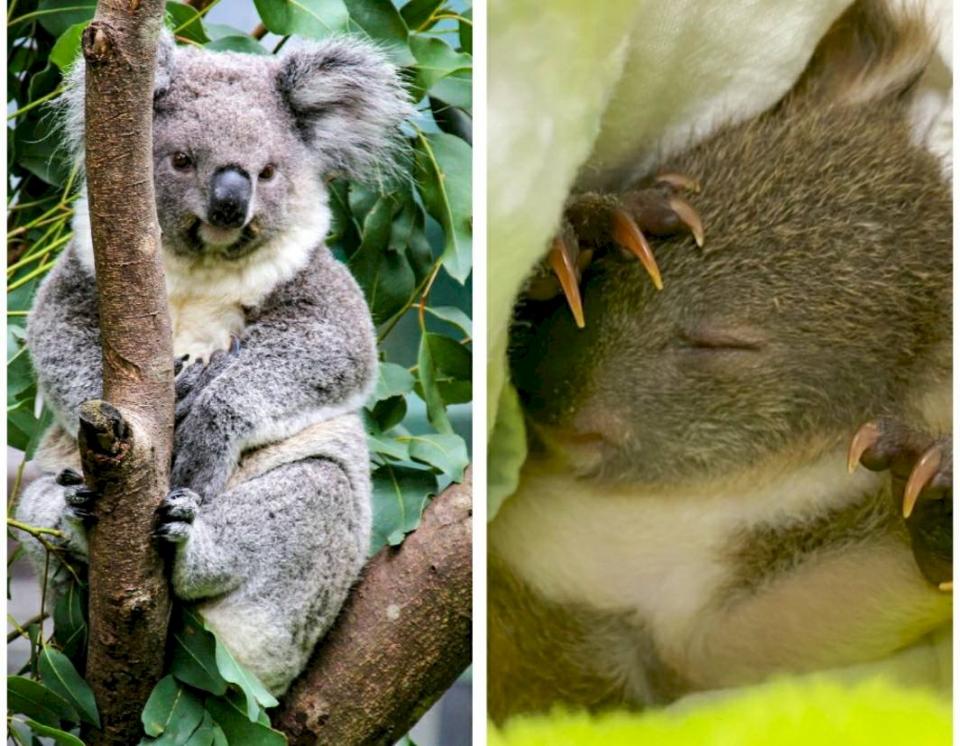 台北市立動物園無尾熊Grace突發急性白血病，由保育員接手照養遺腹子Joey。(台北市立動物園提供)