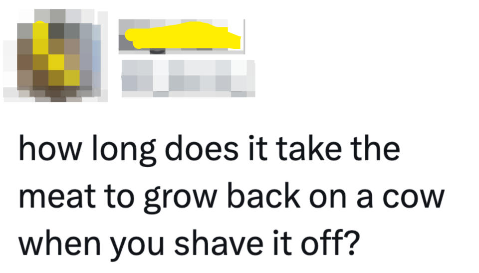 "How long does it take the meat to grow back on a cow when you shave it off?"