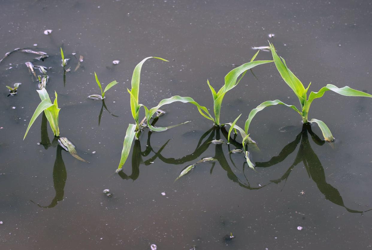 <span class="caption">Corn plants in a flooded field near Emden, Ill., May 29, 2019.</span> <span class="attribution"><a class="link " href="https://www.gettyimages.ie/detail/news-photo/corn-grows-in-a-saturated-farm-field-on-may-29-2019-near-news-photo/1152539969?adppopup=true" rel="nofollow noopener" target="_blank" data-ylk="slk:Scott Olson/Getty Images;elm:context_link;itc:0;sec:content-canvas">Scott Olson/Getty Images</a></span>
