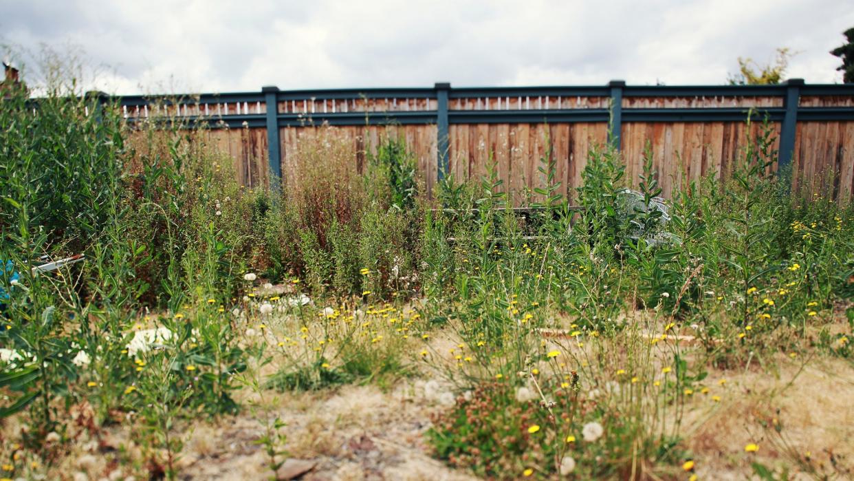 A lot of ugly plants next to a pretty fence.