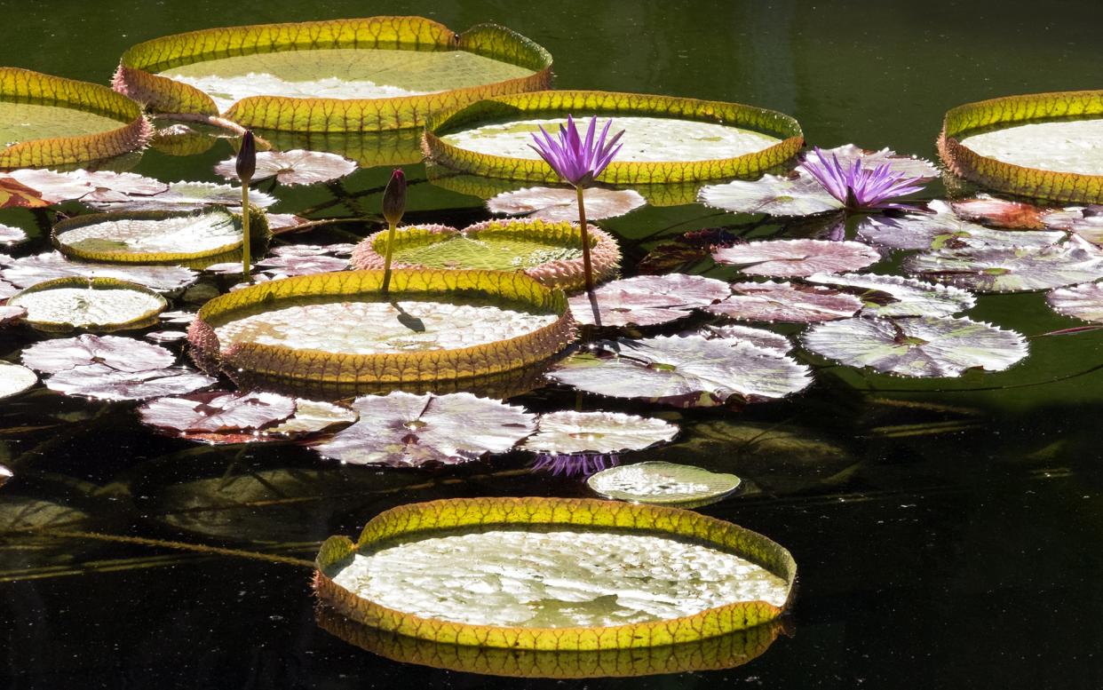 Victoria Cruziana lily pads - This content is subject to copyright.