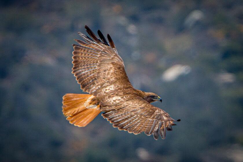 The red-tailed hawk is the most common hawk in the region.