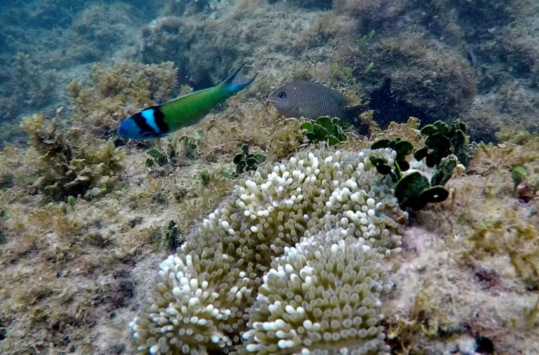 Un récif de corail à Portobelo dans la province de Colon au Panama, le 16 avril 2021 (Luis ACOSTA)