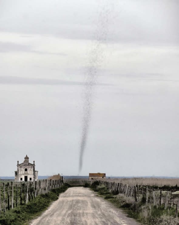 tornado-of-locusts-pictured-in-portugal