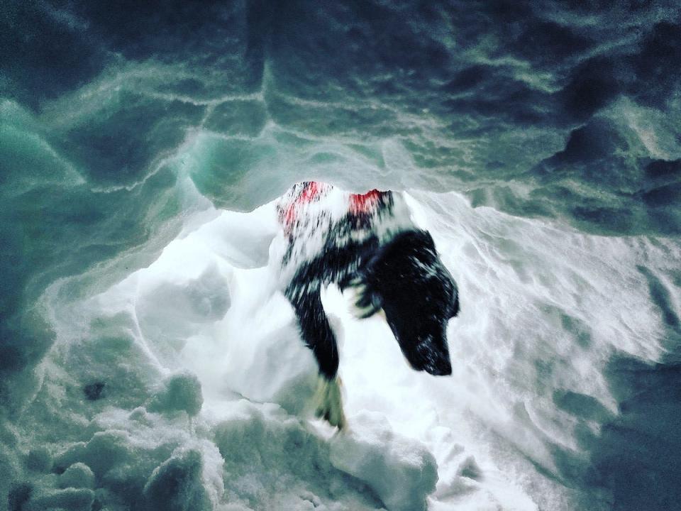 Ripp, an avalanche rescue dog in training, digs through snow to a mock avalanche victim during training in this undated photo at Cameron Pass in western Larimer County in Colorado.