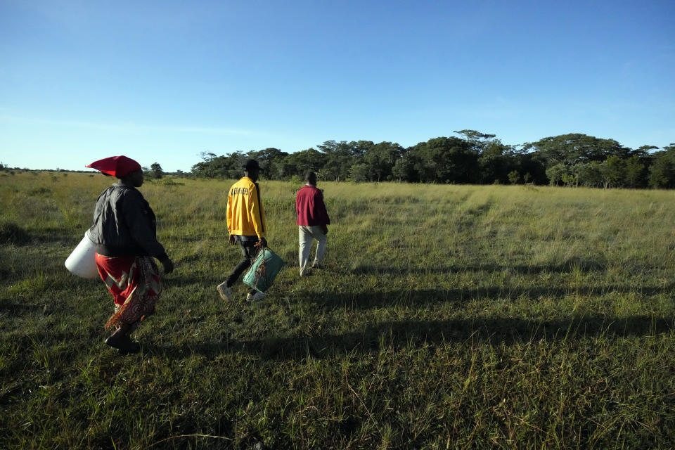 Women and men head to a forest in search of wild mushrooms on the outskirts of Harare, Saturday, March 4, 2023. Zimbabwe’s rainy season brings a bonanza of wild mushrooms, which many rural families feast upon and sell to boost their incomes. Rich in protein, antioxidants and fiber, wild mushrooms are a revered delicacy and income earner in Zimbabwe, where food and formal jobs are scarce for many. (AP Photo/Tsvangirayi Mukwazhi)