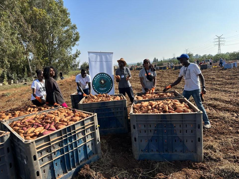 Volunteers from the African Student Union volunteer to pick produce in Israel. / Credit: Courtesy African Student Union