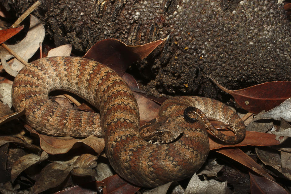 A common death adder