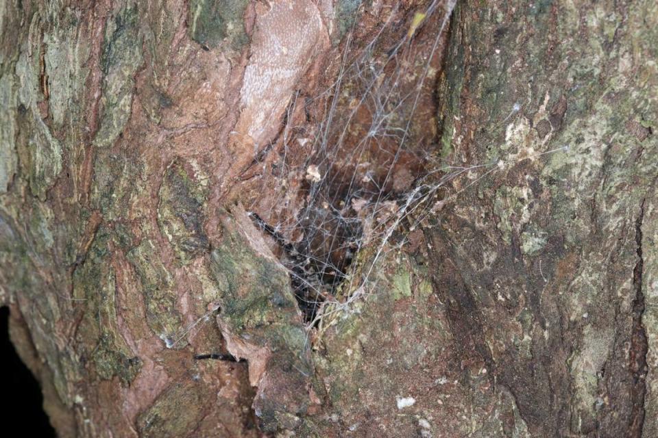 A Hogna arborea, or Taiwanese tree-dwelling wolf spider, behind a web and in a tree hole. Photo from Ying-Yuan Lo