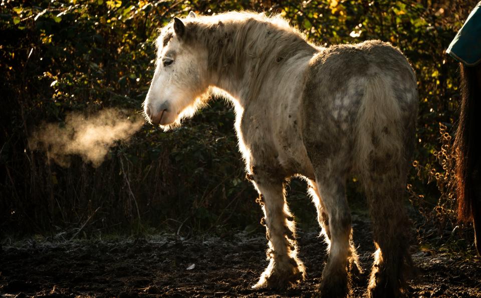 A horse is bathed in sunlight in Woodlesford, near Leeds in West Yorkshire (PA)