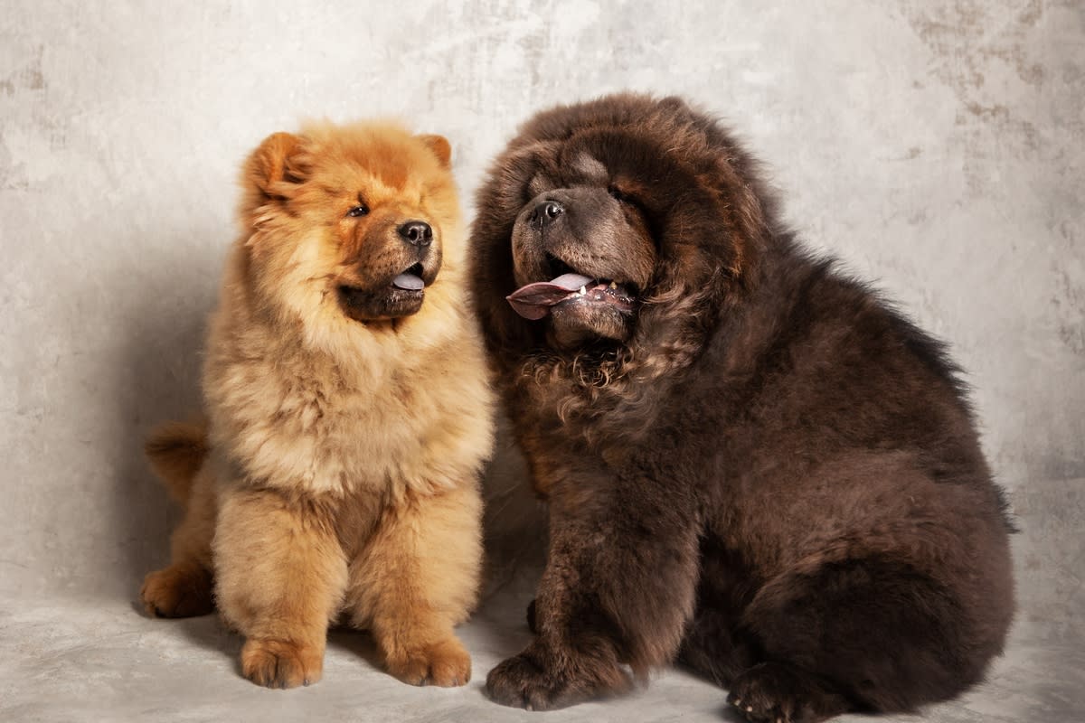 Two Chow Chow buddies side by side<p>Natalliaskn via Shutterstock</p>