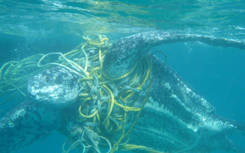 Leatherback turtle entangled in fishing ropes which increases drag - Credit: Kate Charles 