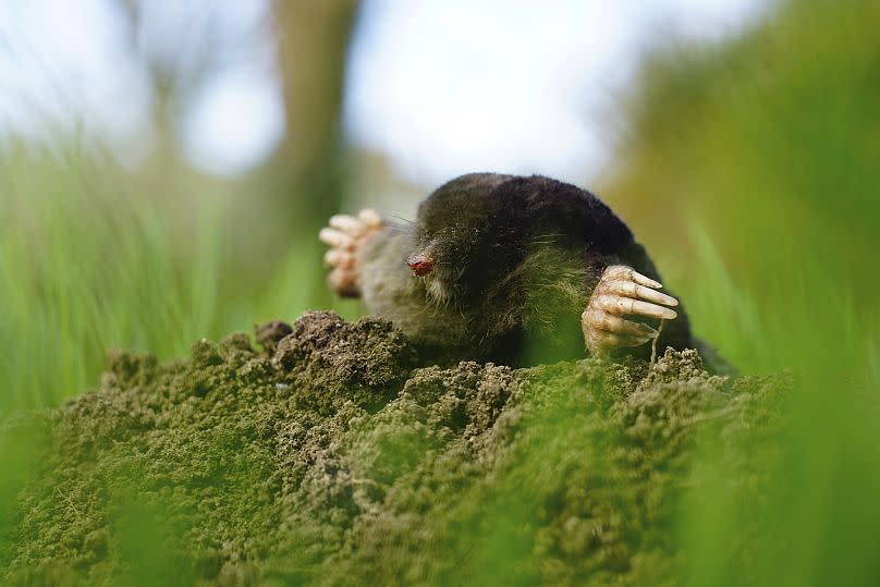 An industrious mole popping out of its mole hole.