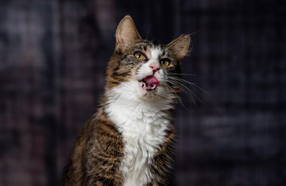 Oreo, a young cat for adoption at Semper Fi Felines & Mary's Misfits.