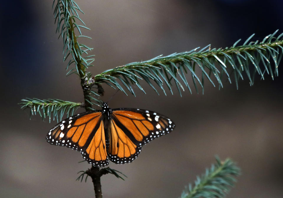 A Monarch butterfly rests in the Amanalco de Becerra sanctuary, on the mountains near the extinct Nevado de Toluca volcano, in Mexico, Thursday, Feb. 14, 2019. In January, Mexican officials announced that the population of monarch butterflies wintering in central Mexico was up 144 percent over the previous year. (AP Photo/ Marco Ugarte)