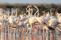 <p>Flamingos aus verschiedenen Regionen Europas kommen während der Vogelzugzeit zusammen. Hier sieht man sie im Vogelschutzgebiet in Lake Korba in Tunis, wo sie bei untergehender Sonne ein tolles Bild abgeben. (Bild: Yassine Gaidi/Anadolu Agency/Getty Images) </p>