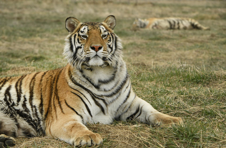 Joe Exotic surrendered some of his tigers to The Wild Animal Sanctuary around a year before he was indicted for trying to hire a hitman to kill Carole Baskin. (Photo: Helen H. Richardson/MediaNews Group/The Denver Post via Getty Images via Getty Images)