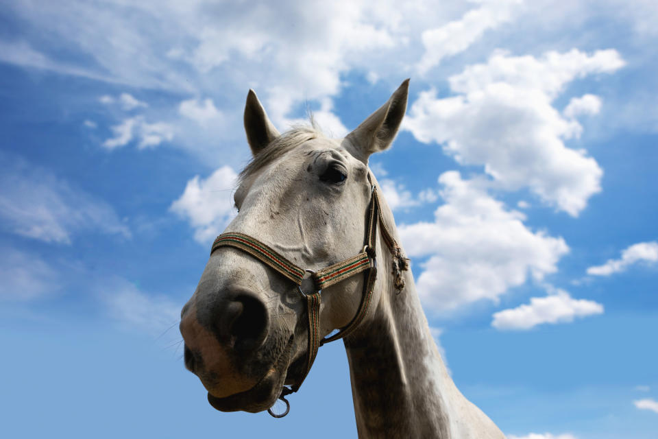 Close-up of a horse's face