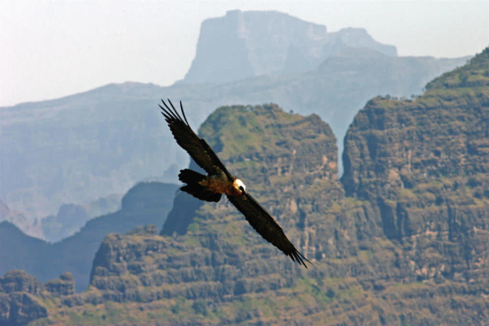 Lämmergeier<br><br> Simien-Gebirge, Äthiopien © Chadden Hunter © Paramount Pictures