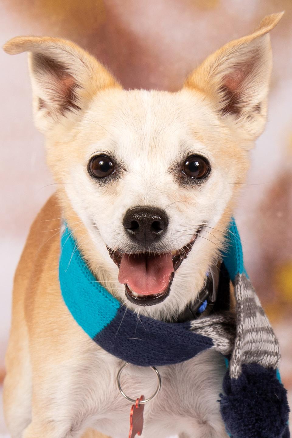 If you're interested in Smartie, please go to azfriends.org to fill out a consultation form and then head to the adoption center at 952 W. Melody Ave. in Gilbert.