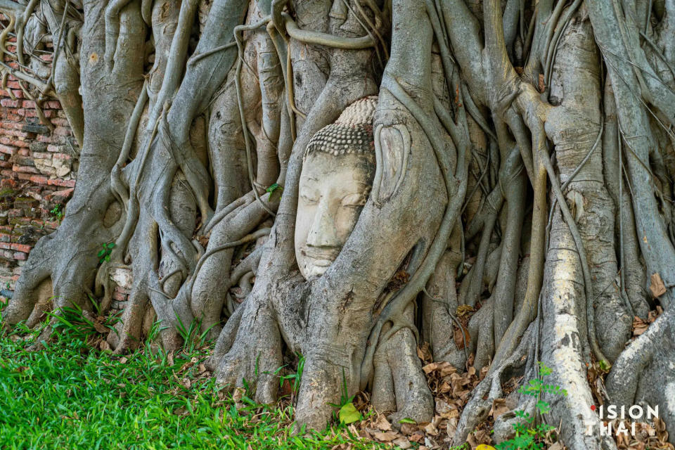 以被菩提樹包圍住的「樹中佛」，天然樹中佛頭面容安詳，被視為泰國奇景（Vision Thai 看見泰國）