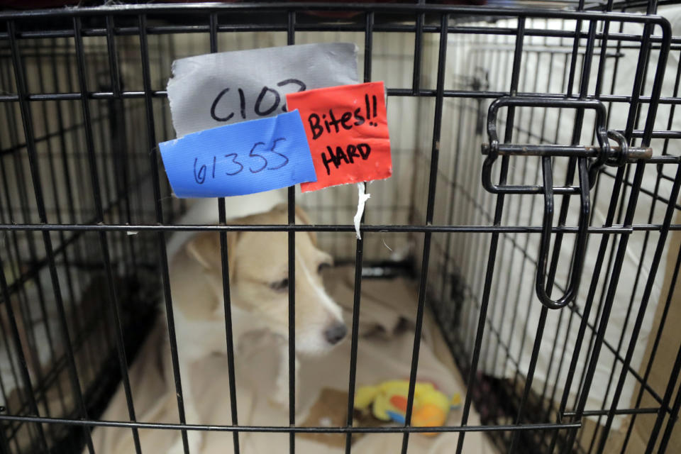 A Parson Russell terrier, one of many terriers confiscated from a home in Kingwood, N.J., sits in a kennel at St. Hubert's Animal Welfare Center after being treated, Friday, June 14, 2019, in Madison, N.J. Law enforcement officers and animal welfare groups went to the Kingwood home Tuesday to remove the dogs, which were mostly Russell terriers. Officials said the animals seemed to have had limited human contact and minimal to no veterinary care. No charges have been filed, but officials say they're continuing to investigate. (AP Photo/Julio Cortez)