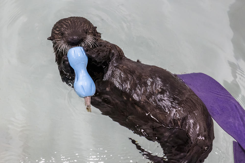 Photo: Shedd Aquarium/Brenna Hernandez