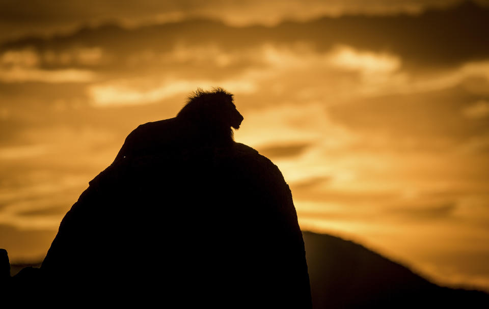 Un león con la puesta de sol en el Parque Nacional de Kidepo en Uganda (Foto: Will Burrard-Lucas / Caters News).