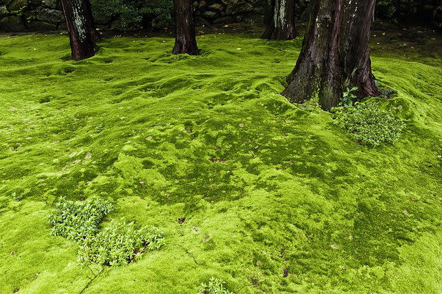 Johann Kraftner, Getty Images This moss lawn contains multiple species and grows over multiple surfaces, including soil, rocks and tree roots.