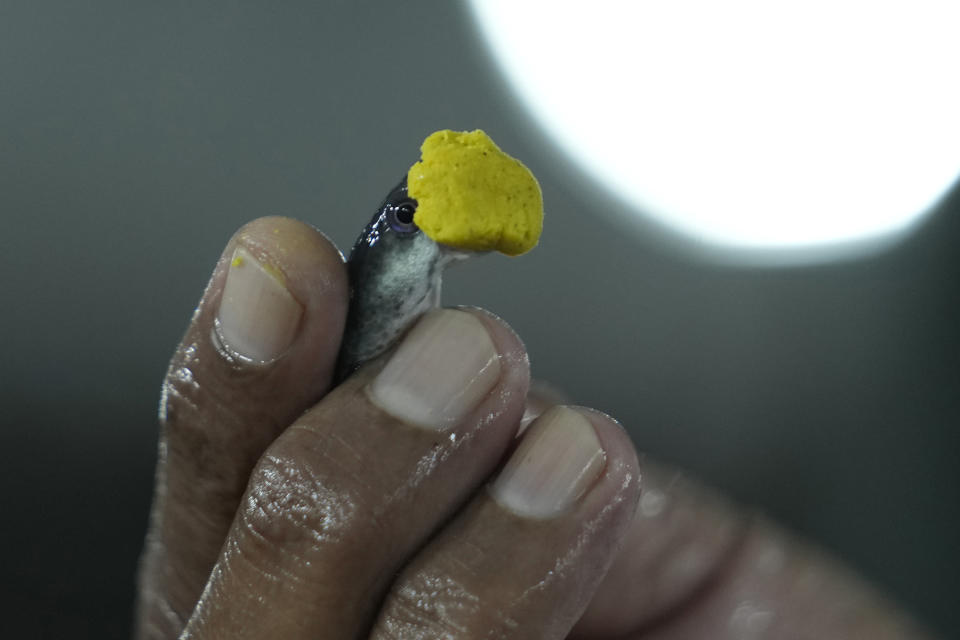 A man prepares a live fish by inserting a yellow paste of herbs in its mouth before administering it to an asthma patient in Hyderabad, India, Saturday, June 8, 2024. Every year thousands of asthma patients arrive here to receive this fish therapy from the Bathini Goud family, which keeps a secret formula of herbs, handed down by generations only to family members. The herbs are inserted in the mouth of a live sardine, or murrel fish, and slipped into the patient's throat. (AP Photo/Mahesh Kumar A.)