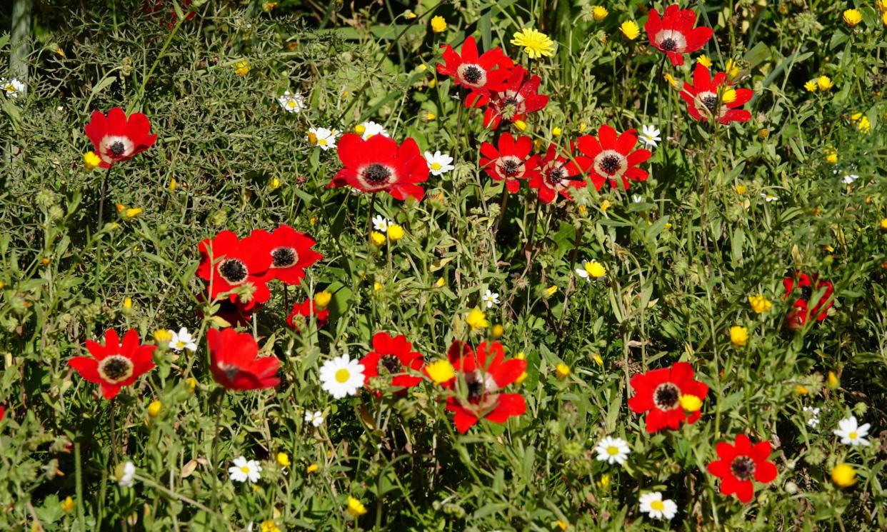 <span>‘The indisputable star of these stone-scapes is the peacock anemone.’</span><span>Photograph: Mark Cocker</span>