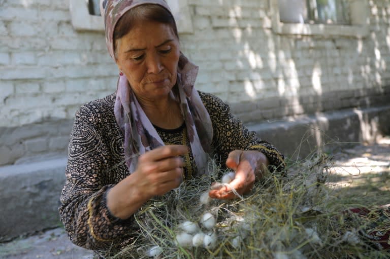 Hard work: Zubayda Pardayeva picks silkworm cocoons from mulberry branches (TEMUR ISMAILOV)