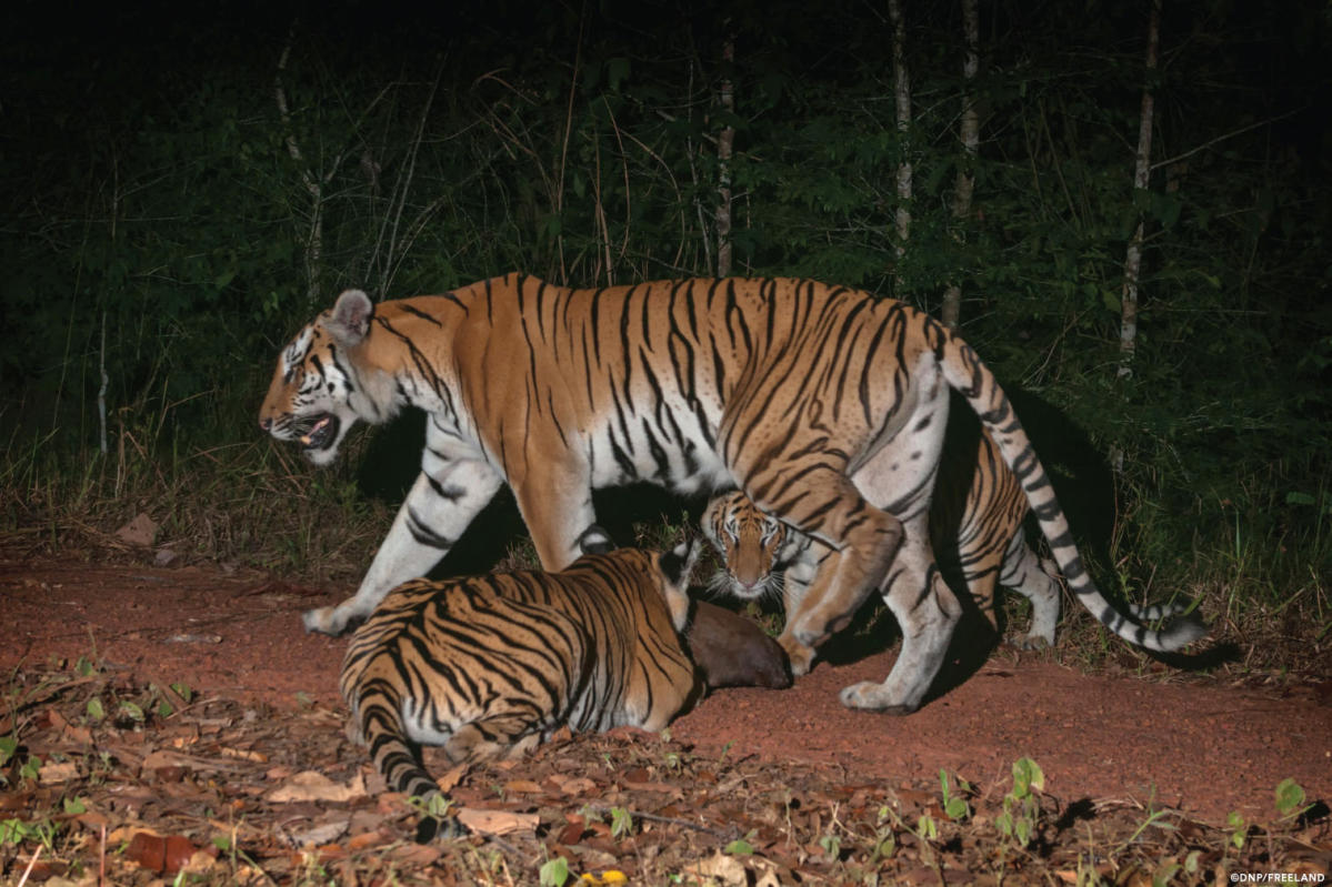 Wild Thai tiger cub footage sparks hope for endangered species