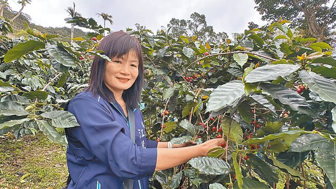 農糧署東區分署27日到台東縣太麻里鄉佐佑品咖啡園推廣友善咖啡產業，果園也開放民眾體驗採果。（蔡旻妤攝）