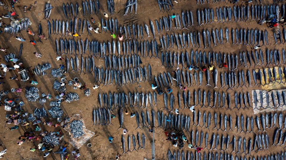 The daily catch for a fish market