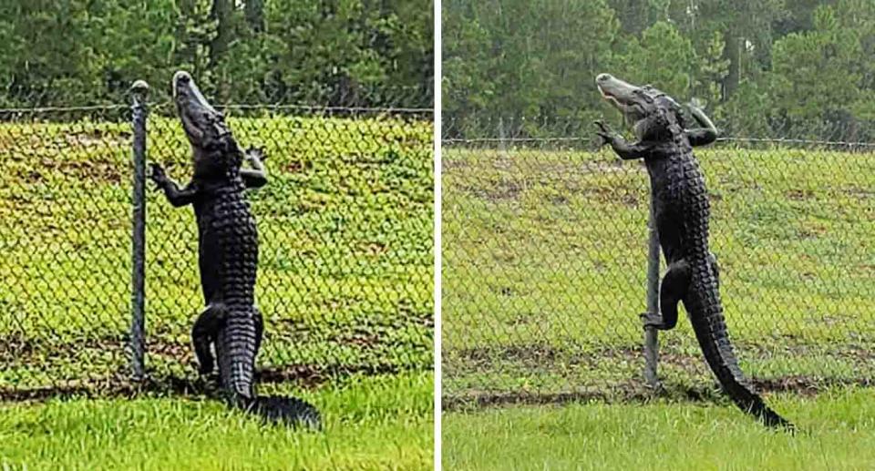 An alligator is seen scaling the wire fence at Naval Air Station in Jacksonville, Florida.