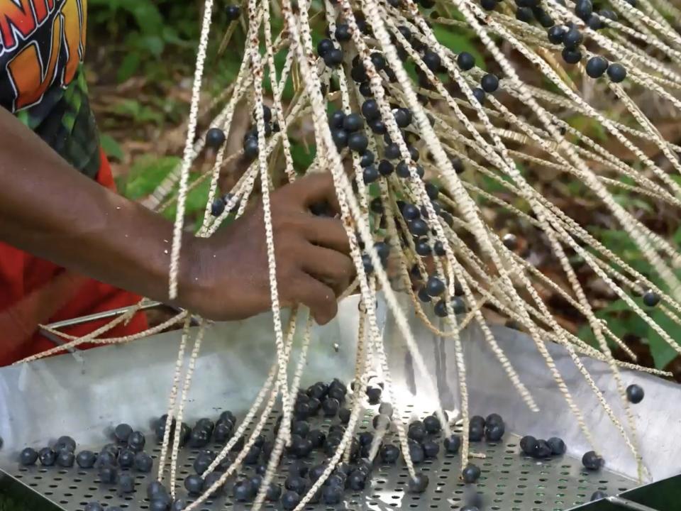 A hand pulls small açaí berries off of thin branches.