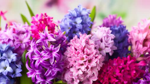 beautiful flowers at the florist shop