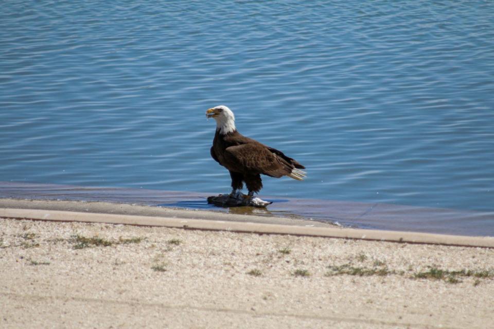 The eagle eating a smaller bird at Spring Valley Lake on Tuesday, May 7
