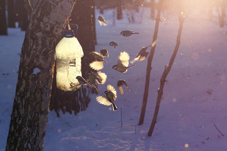 Besonders kleine Vögel kommen mit ein bisschen Unterstützung besser über den Winter. (Bild: Getty Images)