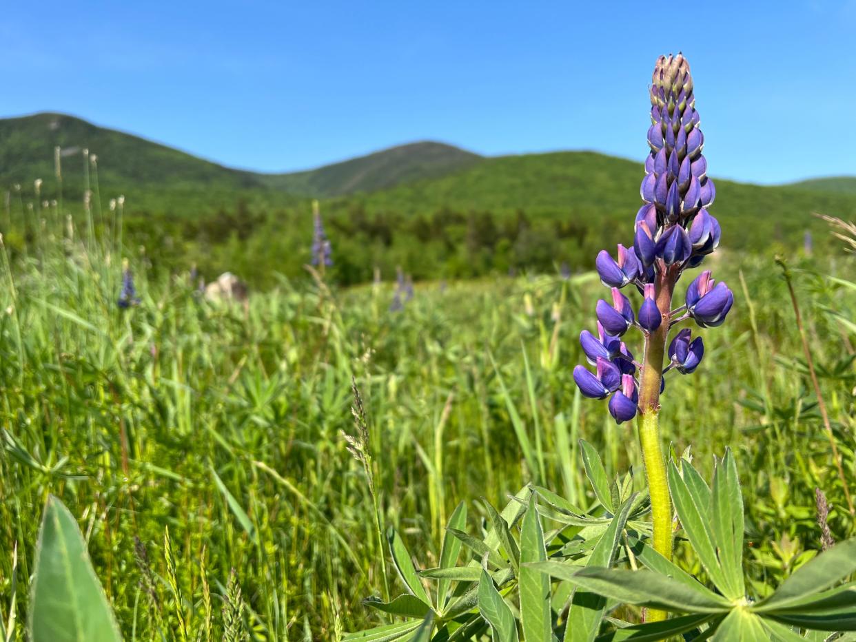 Bigleaf Lupine photo taken up along the road in the White Mountains.