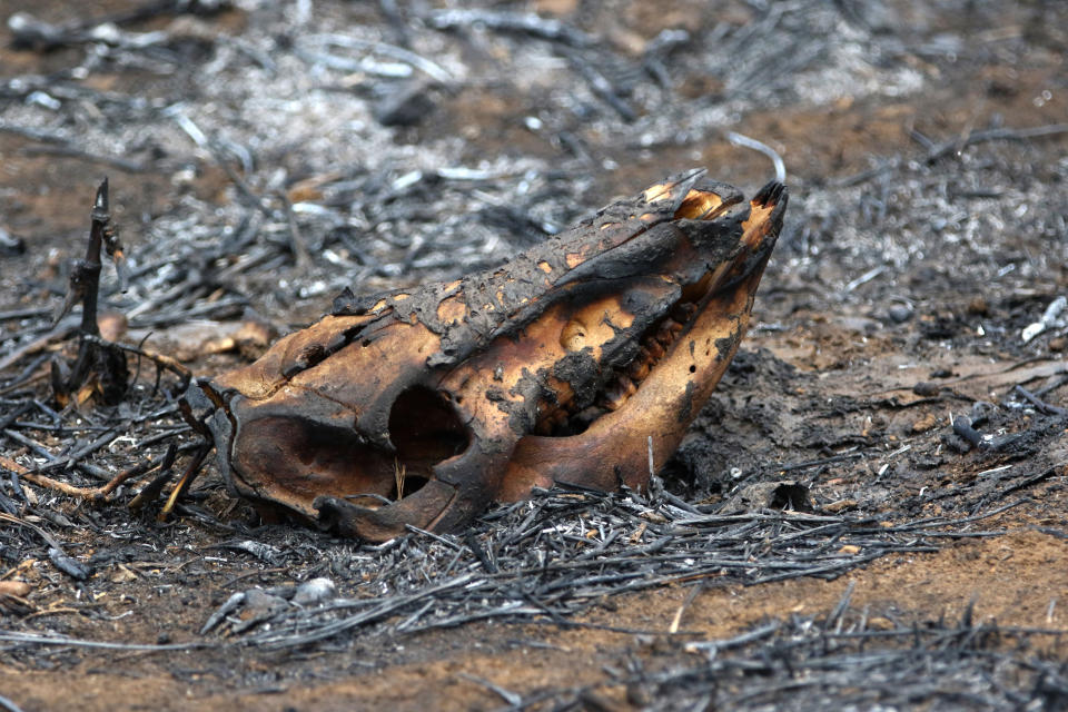 A charred goat skull lays amid ashes from a wildfire on Thursday, Aug. 5, 2021, near Waimea, Hawaii. The area was scorched by the state's largest ever wildfire. (AP Photo/Caleb Jones)