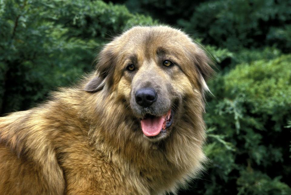 cao da serra da estrela, portugese mountain dog, portrait