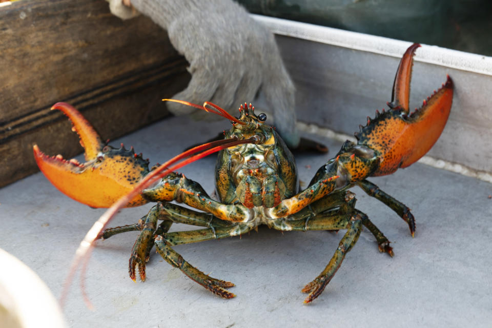 A lobster rears its claws after being caught off Spruce Head, Maine, on Aug. 31, 2021.  (Robert F. Bukaty / AP file)