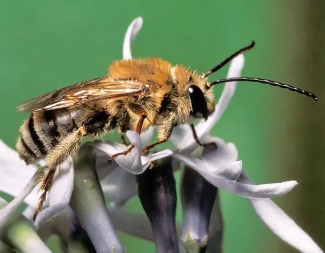 Long-horned bees are named for their long antennae, which makes them look rather cute. These native members of the apid bee family are important pollinators of many types of flowering plants.