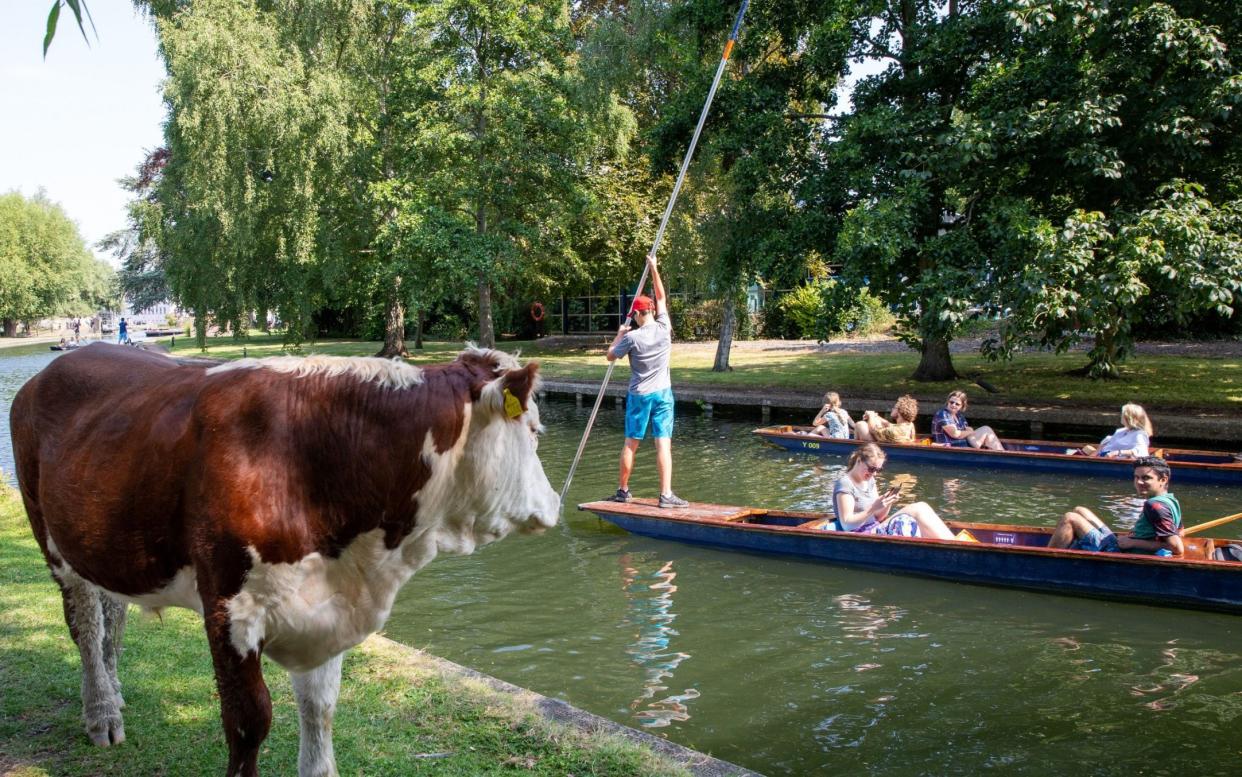 Local authorities currently offer a ‘pinder’ service to help cattle when they get into difficulties.     - Shutterstock