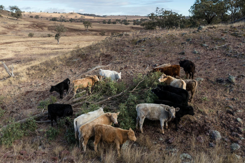 Australia is in the grips of the worst drought for decades