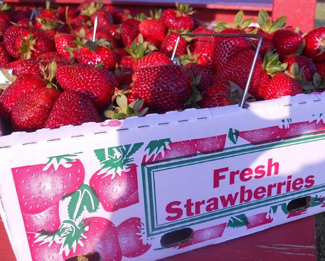 You can pick up pre-picked strawberries at Carrigan Farms.