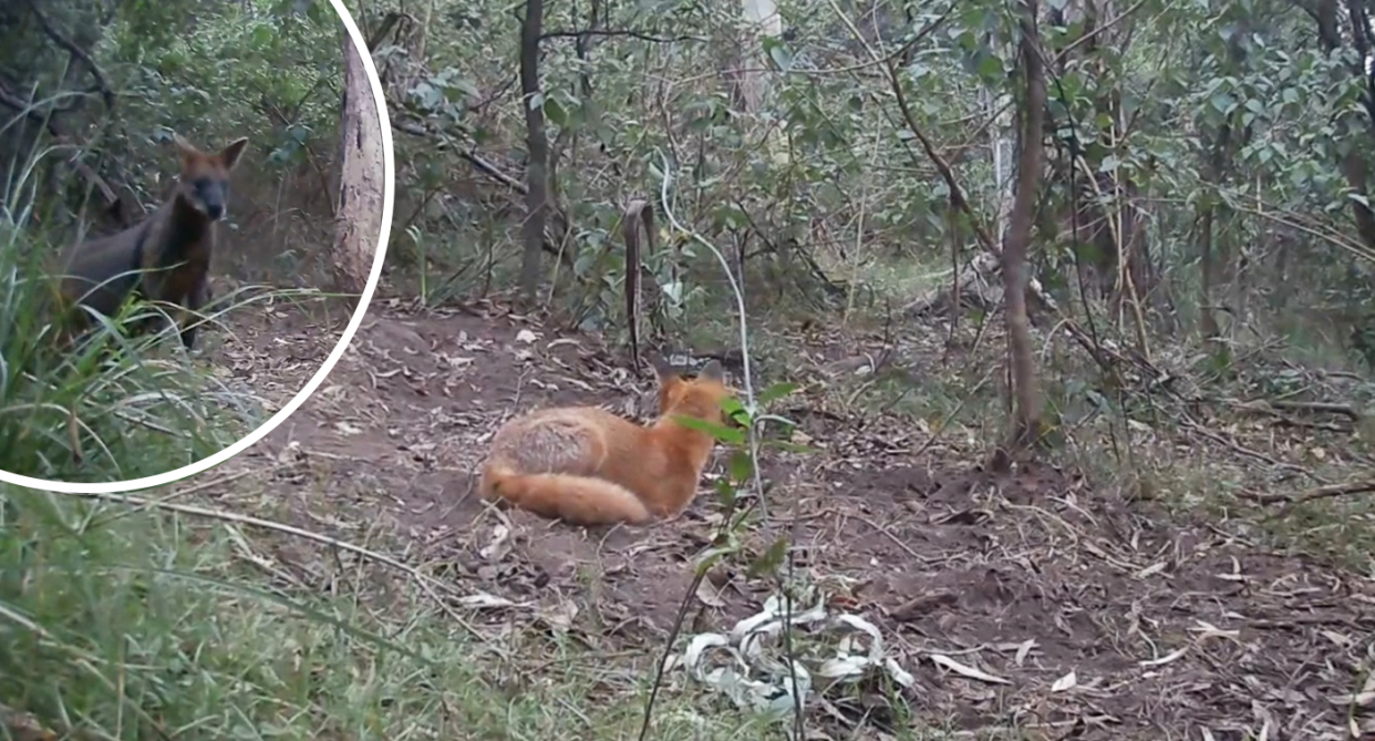 Inset - the wallaby after it chased the fox away. Background - the fox before it was chased away.